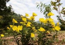 Ослинник кустарниковый, или Энотера кустарниковая (Oenothera fruticosa)
