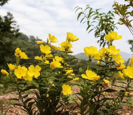 Ослинник кустарниковый, или Энотера кустарниковая (Oenothera fruticosa)