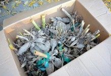 Корнеклубни георгин, подготовленные к зимнему хранению