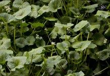 Васаби, или Эвтрема японская (Eutrema japonicum)