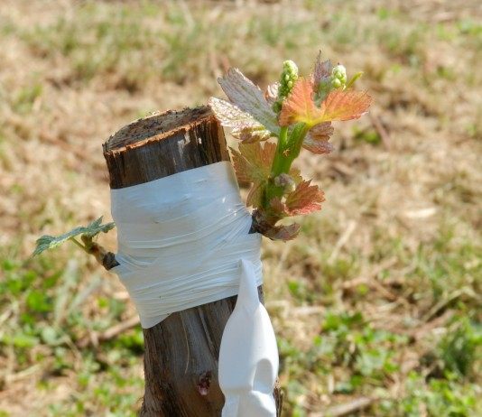 Размножение винограда прививкой - Ягодник Прививка винограда