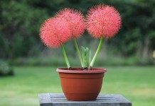Скадоксус многоцветковая подвид Катарина (Scadoxus multiflorus ssp katherinae), син. Гемантус Катарина (Haemanthus Katherinae)