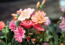 Левизиями котиледон (Lewisia cotyledon)