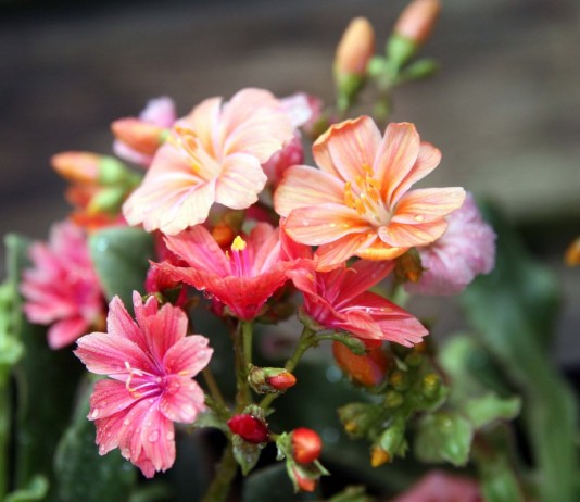 Левизия — конкурентка магнолий - Цветы многолетние Левизиями котиледон (Lewisia cotyledon)
