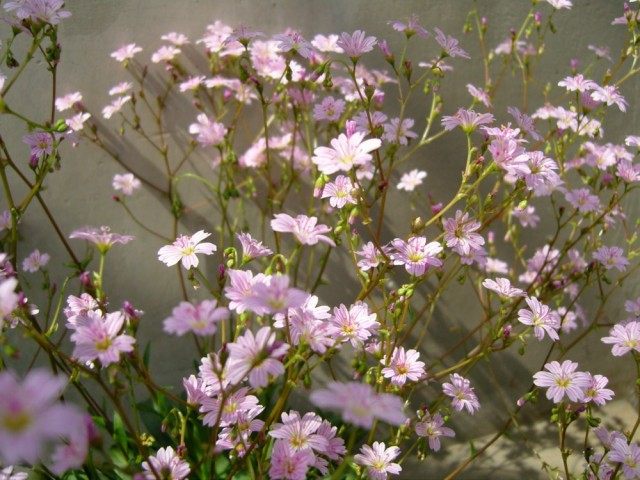 Левизия Конгдона (Lewisia congdonii)