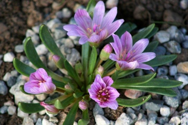 Левизия невадская (Lewisia nevadensis)