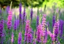 Дербенник иволистный, или Плакун-трава (Lythrum salicaria)