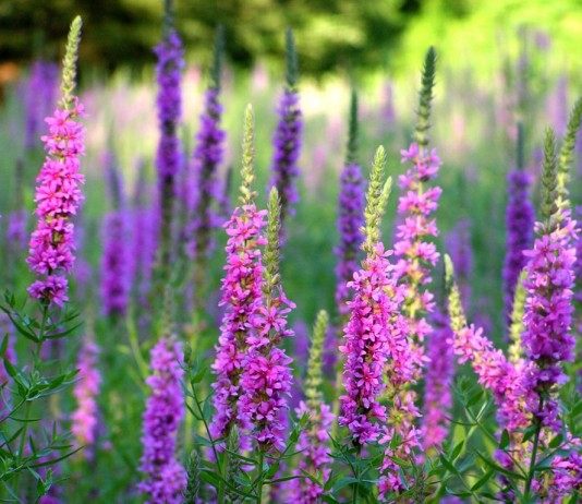 Выращивание дербенника и уход за ним - Цветы многолетние Дербенник иволистный, или Плакун-трава (Lythrum salicaria)