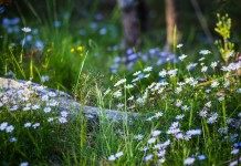 Дикие цветы