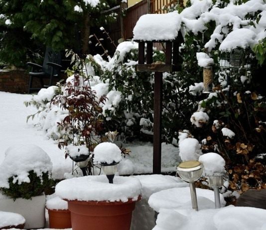 В декабре также необходимо тщательно следить за декоративными растениями и территорией