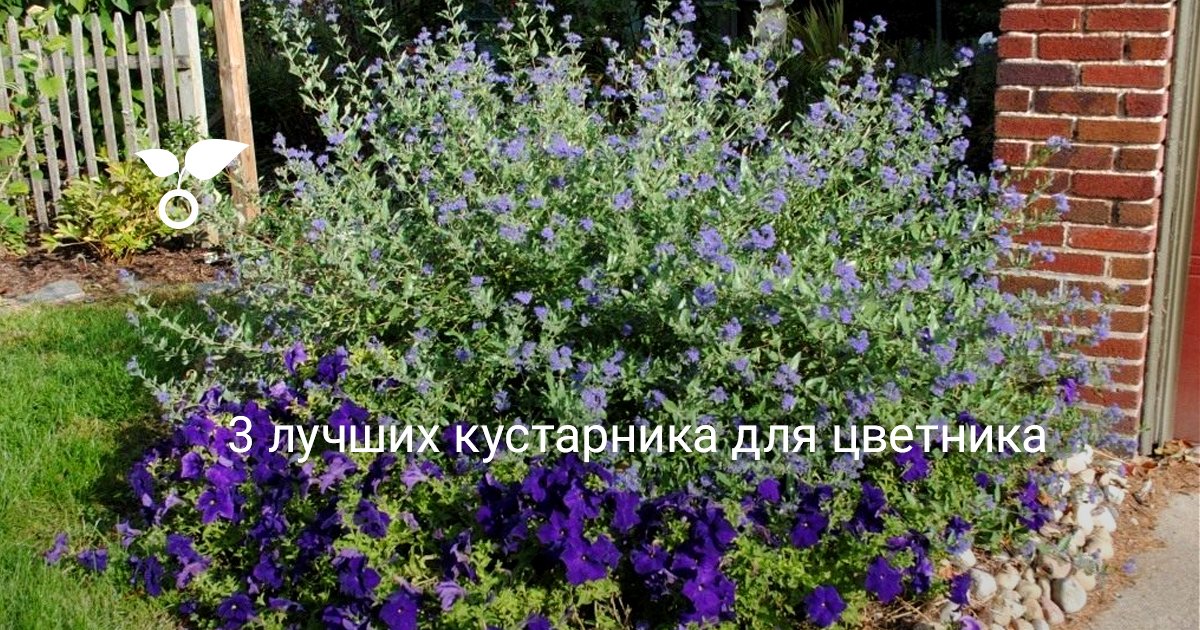 3 лучших кустарника для цветника