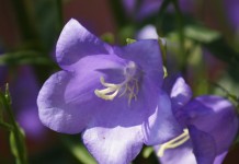 Колокольчик карпатский (Campanula carpatica)