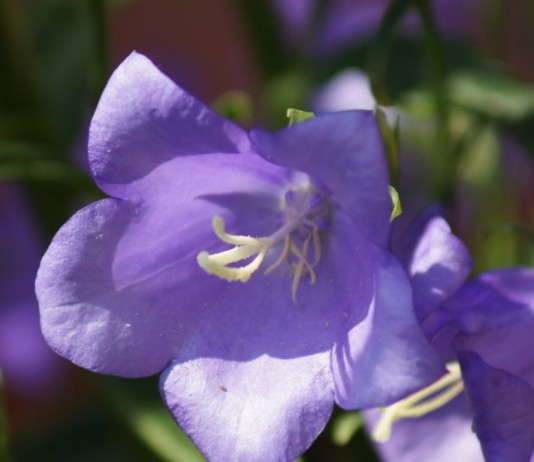 Колокольчик карпатский (Campanula carpatica)