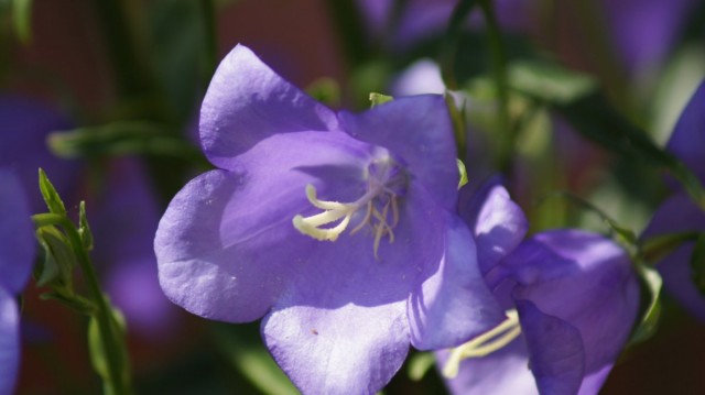 Колокольчик карпатский (Campanula carpatica)