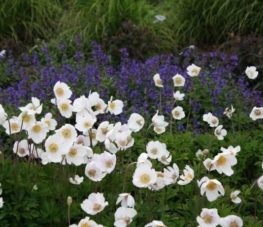 Анемоны, цветущие летом - Цветы многолетние Анемона лесная
