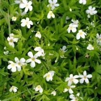 Анемона канадская, Ветреница канадская (Anemone canadensis) Анемона канадская, Ветреница канадская (Anemone canadensis)