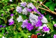 Брунфельсия малоцветковая (Brunfelsia pauciflora)