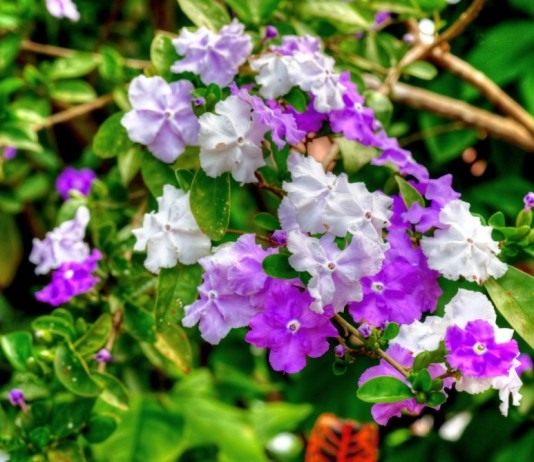 Экзотическая брунфельсия - Комнатные растения Брунфельсия малоцветковая (Brunfelsia pauciflora)