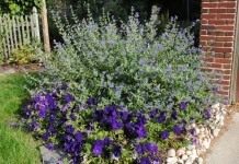 Кариоптерис, или Орехокрыльник (Caryopteris)