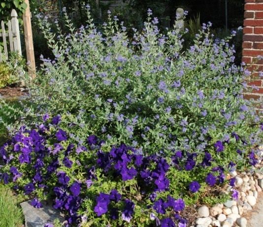 Кариоптерис, или Орехокрыльник (Caryopteris)