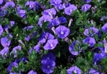 Вьюнок мавританский (Convolvulus sabatius)