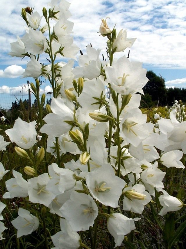 Колокольчик персиколистный сорт 'Grandiflora Alba'