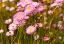 Гелиптерум розовый (Helipterum roseum)