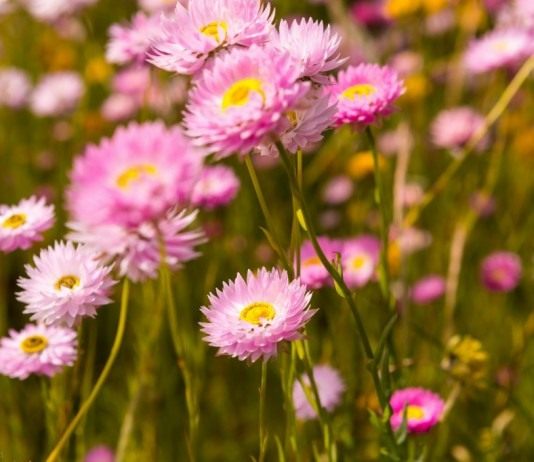 Гелиптерум и особенности его выращивания - Цветник и ландшафт Гелиптерум розовый (Helipterum roseum)