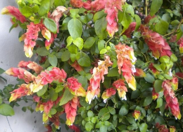 Юстиция Брандеге (Justicia brandegeeana) Юстиция Брандеге (Justicia brandegeeana)