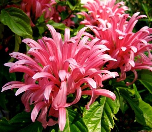 Юстиция телесная или мясо-красная, Якобиния телесная (Justicia carnea)