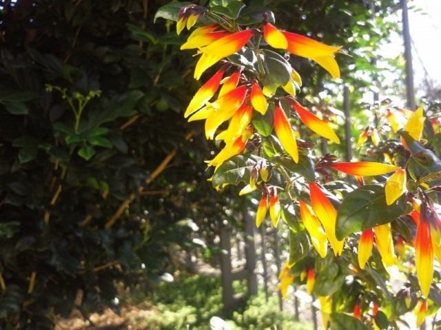 Юстиция флорибунда (Justicia floribunda) Юстиция флорибунда (Justicia floribunda)