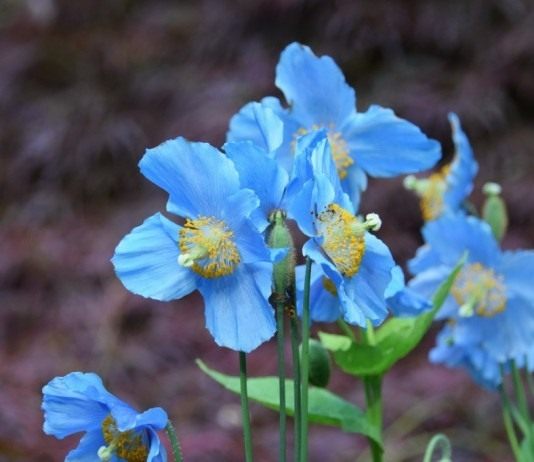 Меконопсис