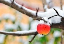 Первый снег в саду