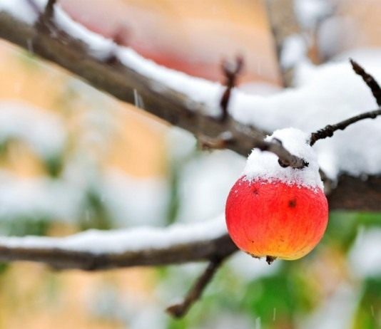 Первый снег в саду