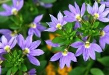Сцевола приятная (Scaevola aemula)