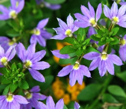 Сцевола — идеальные кустики - Цветник и ландшафт Сцевола приятная (Scaevola aemula)
