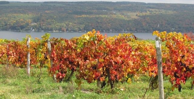 Виноградник винограда амурского (Vitis amurensis)