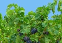 Виноградом культурным (Vitis vinifera)