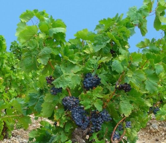 Группы и сорта винограда - Ягодник Виноградом культурным (Vitis vinifera)