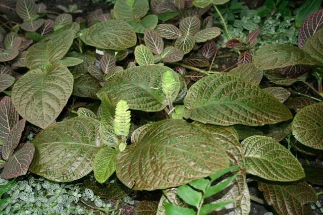 Фиттония гигантская (fittonia gigantea) Фиттония гигантская (fittonia gigantea)