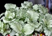 Фиттония беложильчатая, сорт 'Kings Cross' (fittonia albivenis)
