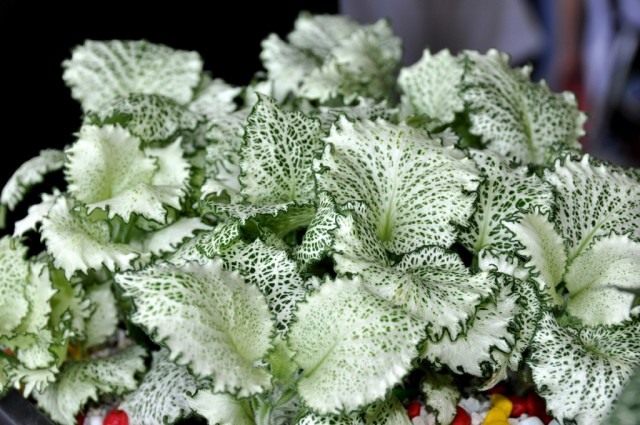 Фиттония беложильчатая, сорт 'Kings Cross' (fittonia albivenis) Фиттония беложильчатая, сорт 'Kings Cross' (fittonia albivenis)