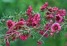 Тонкосемянник (Лептоспермум) метловидный (метельчатый), или Манука (Leptospermum scoparium)