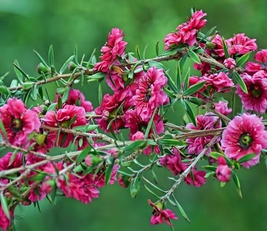 Тонкосемянник (Лептоспермум) метловидный (метельчатый), или Манука (Leptospermum scoparium)