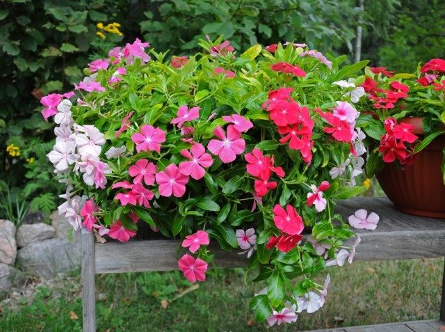 Катарантус розовый (Catharanthus roseus)