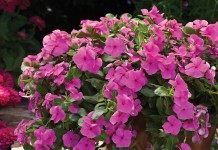 Катарантус (Catharanthus)