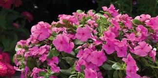 Катарантус (Catharanthus)