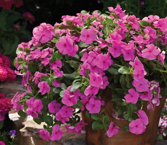 Жизнерадостная красота катарантуса - Красивоцветущие Катарантус (Catharanthus)