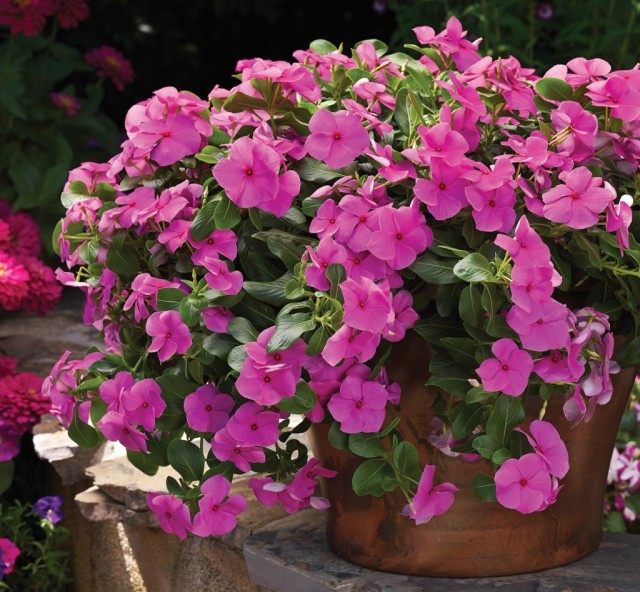 Катарантус (Catharanthus) 