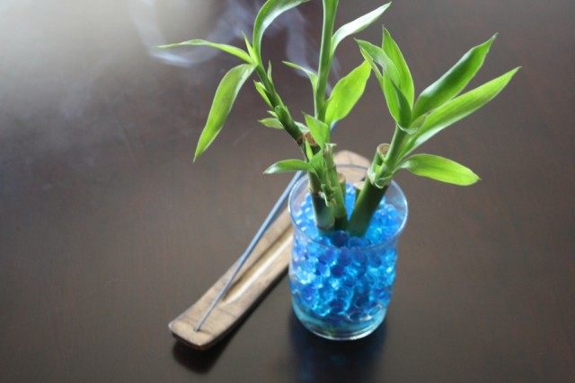 Драцена Сандера (Dracaena sanderiana)